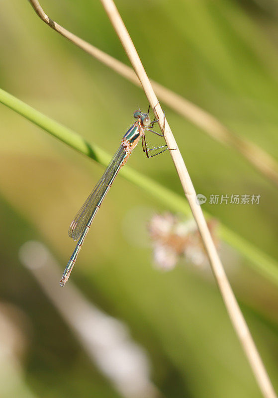 普通翡翠豆娘(Lester sponsa)年轻雄性